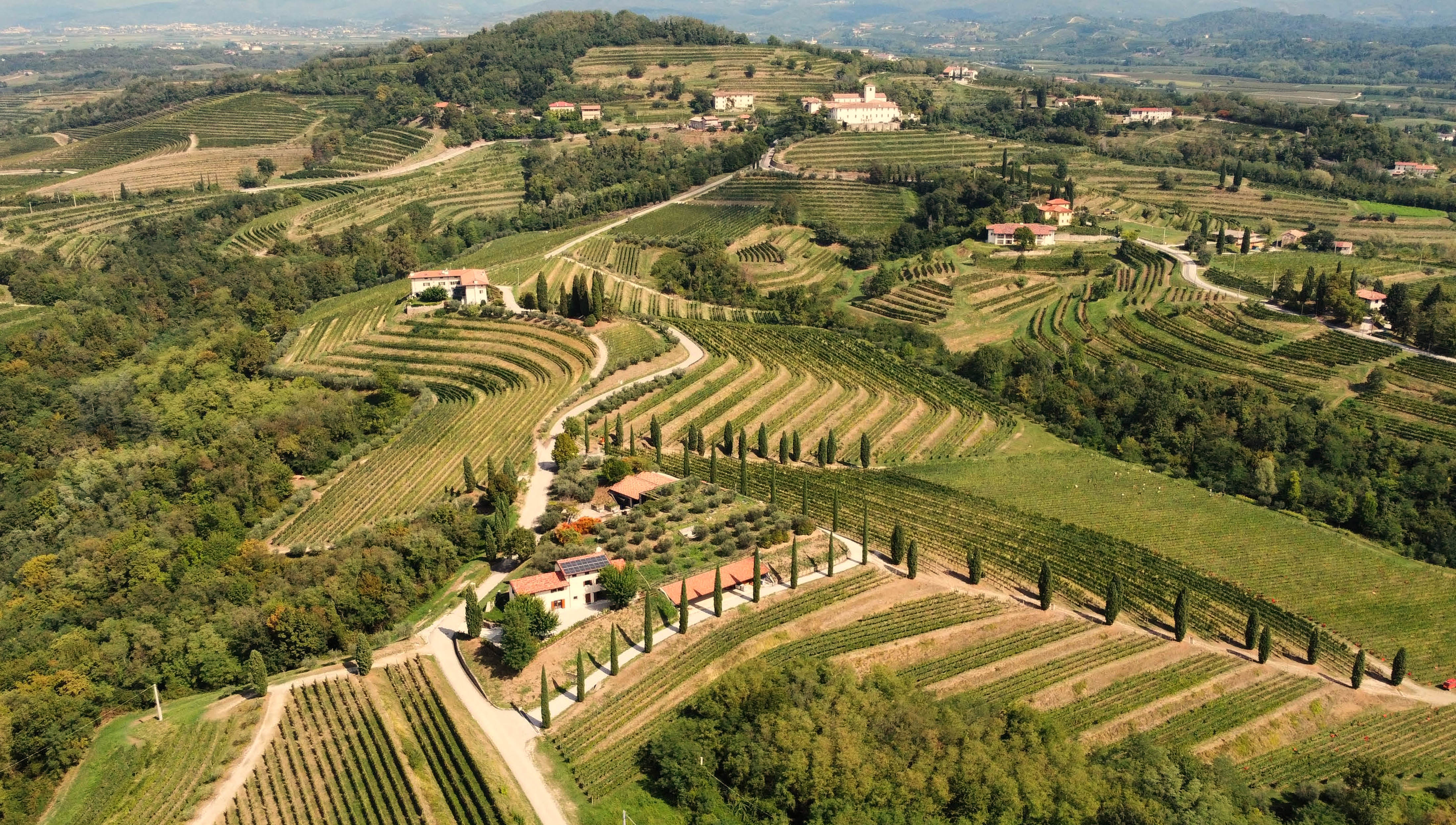 I vini del Friuli Venezia Giulia 